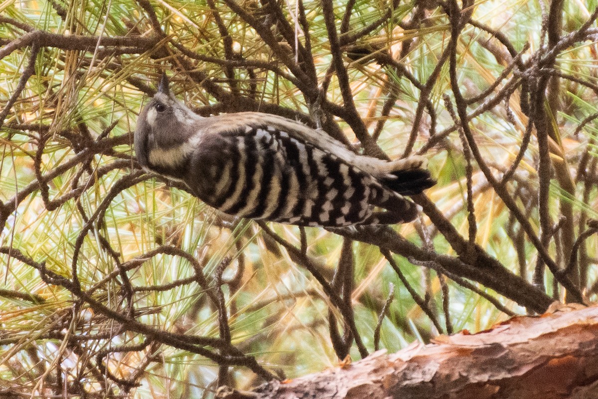 Japanese Pygmy Woodpecker - ML626620601