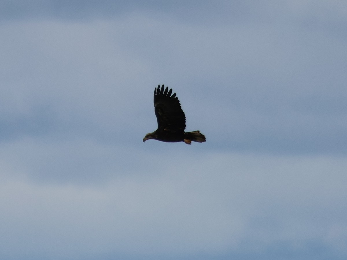 Bald Eagle - ML626620602