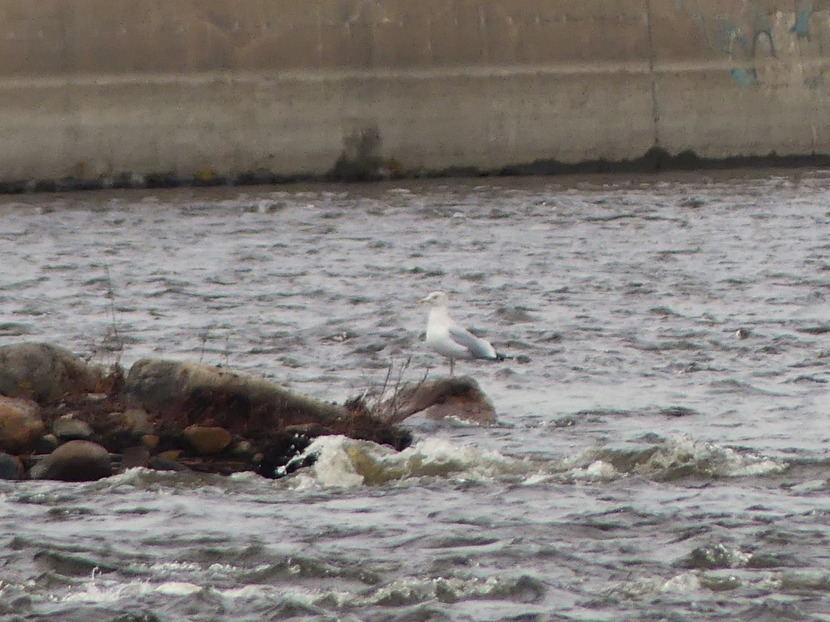 American Herring Gull - ML626620607