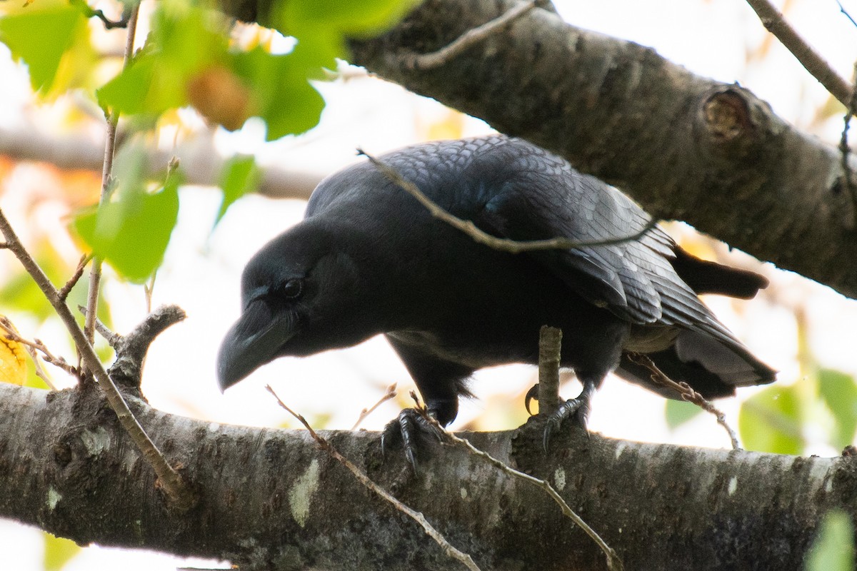 Large-billed Crow - ML626620609