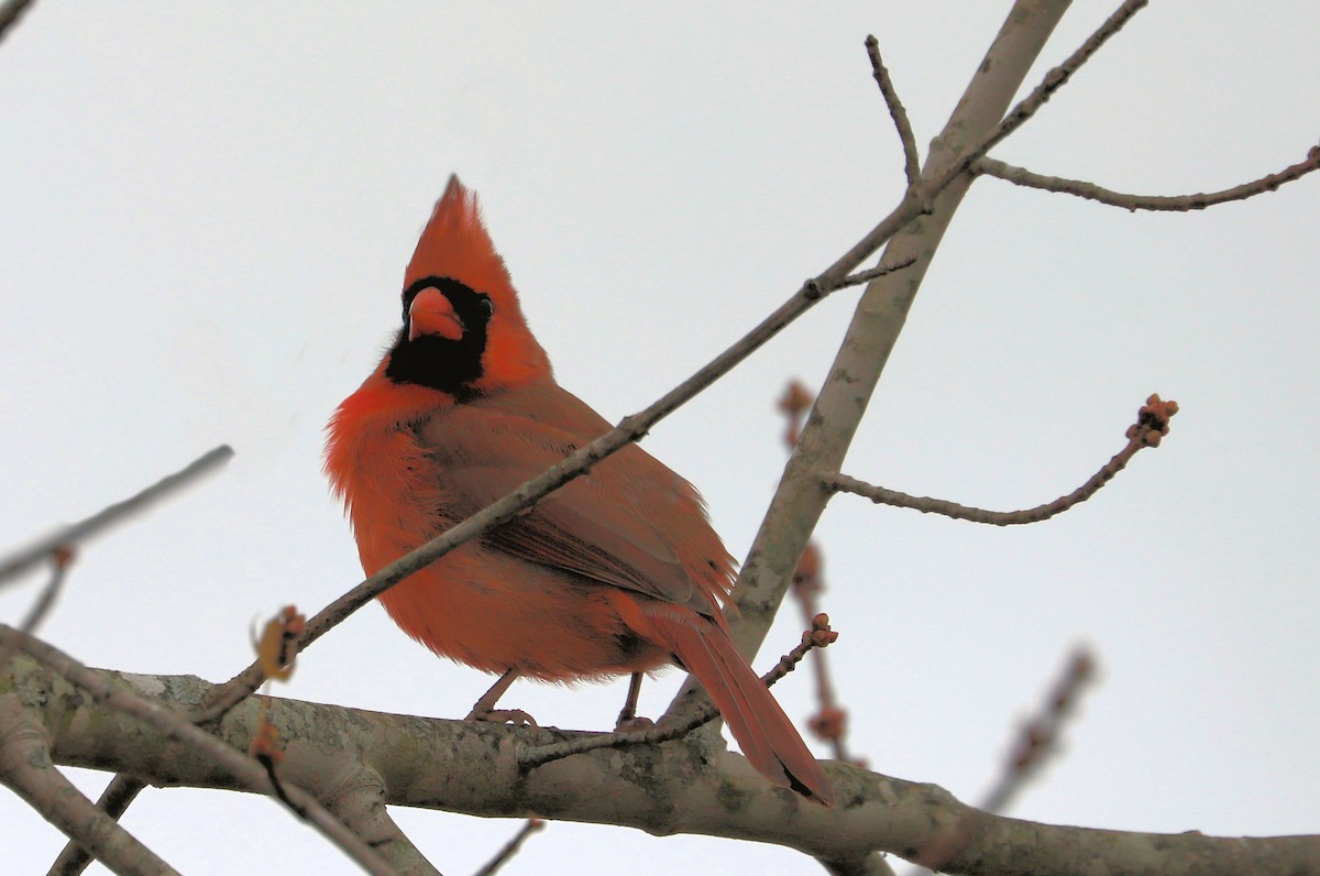 Northern Cardinal - ML626620611