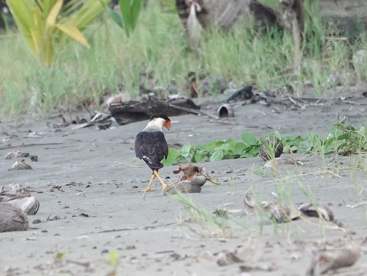 Crested Caracara - ML626620614