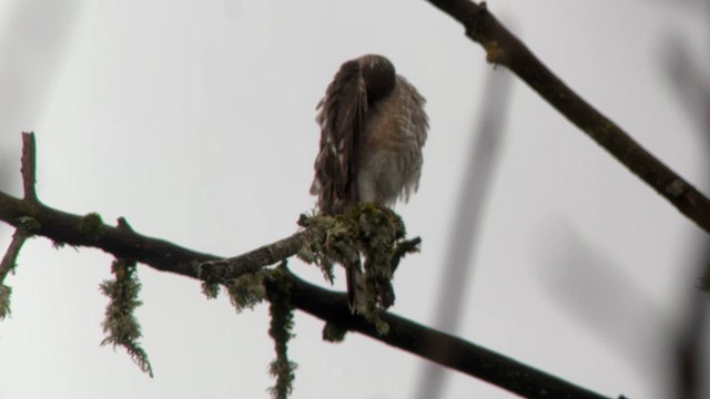 Sharp-shinned Hawk - ML626620778