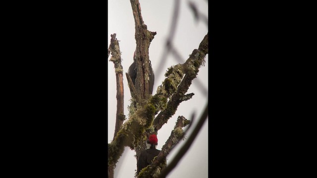 Pileated Woodpecker - ML626620790