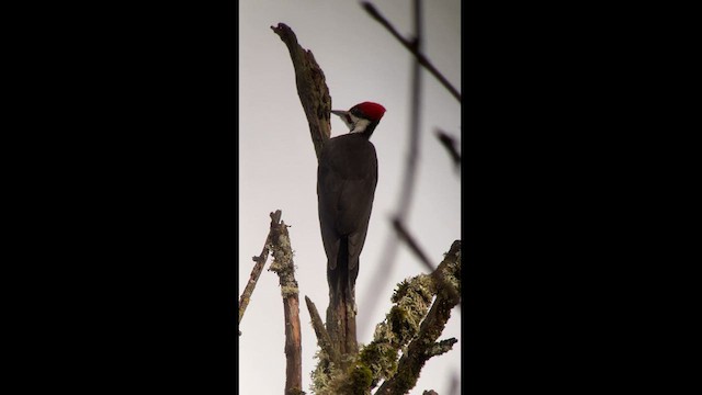 Pileated Woodpecker - ML626620792