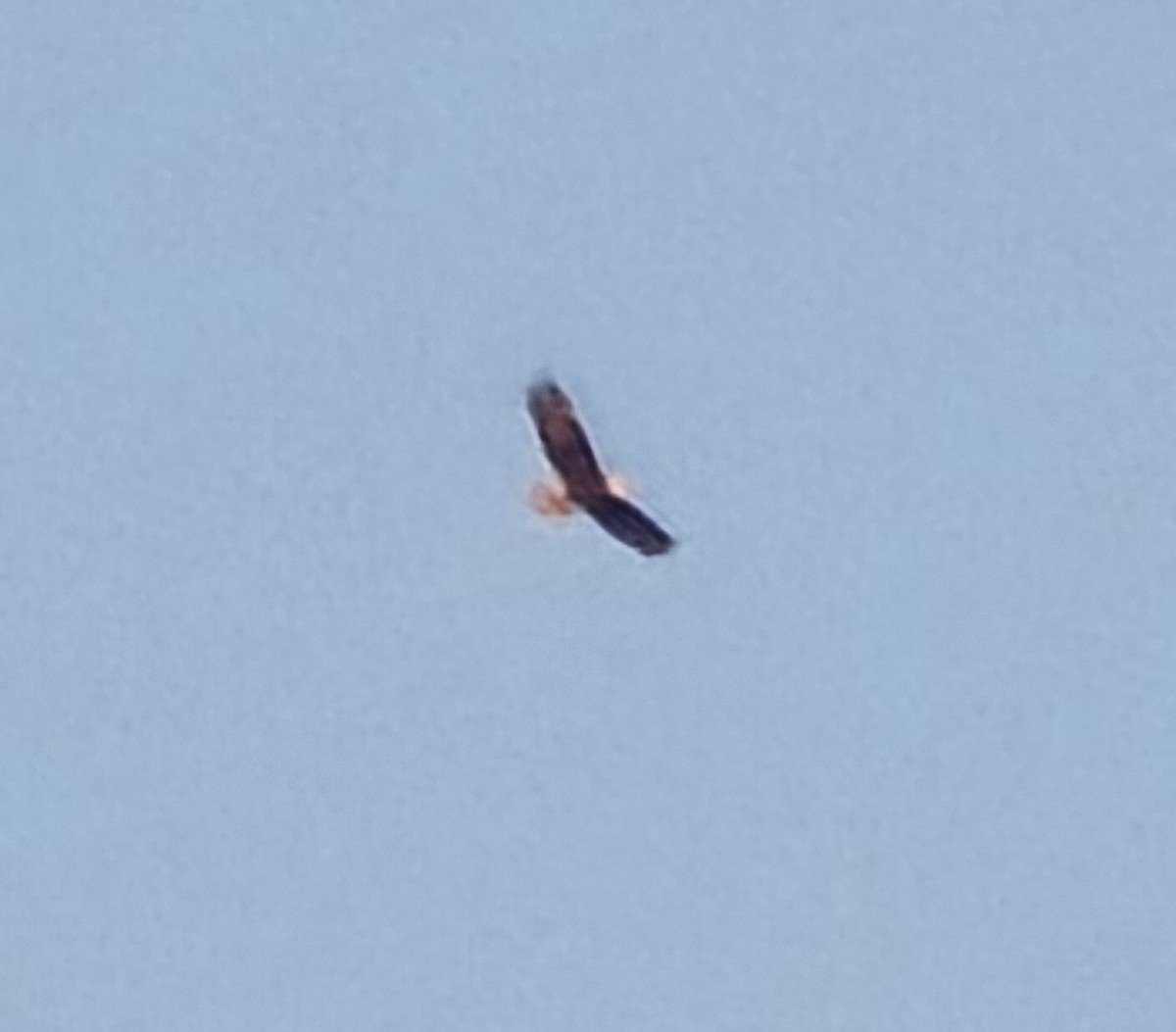 Bald Eagle - ML626620895