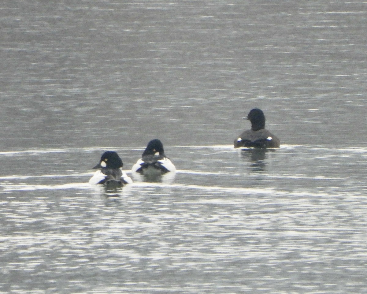 White-winged Scoter - ML626621039