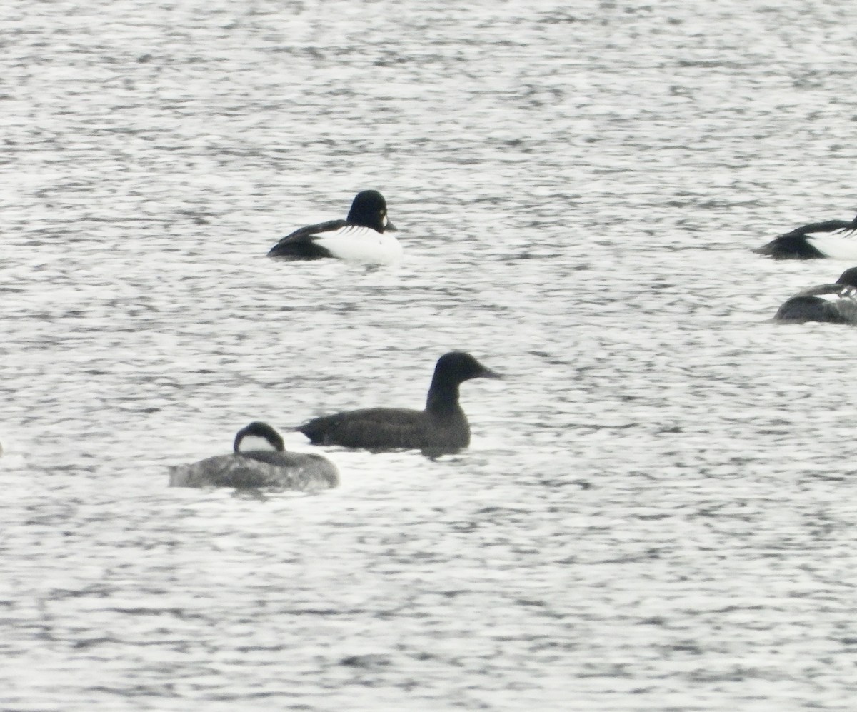 White-winged Scoter - ML626621042