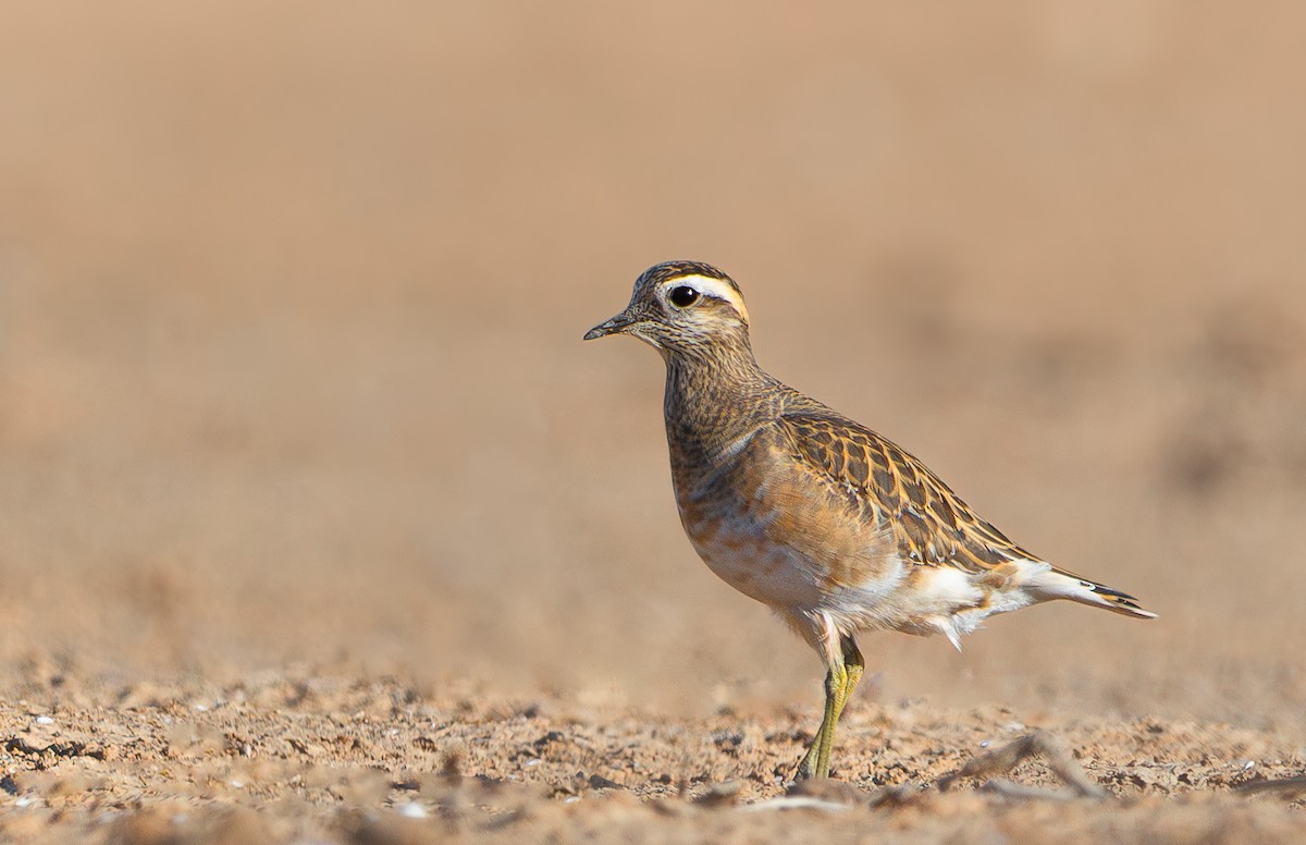 Eurasian Dotterel - ML626621064