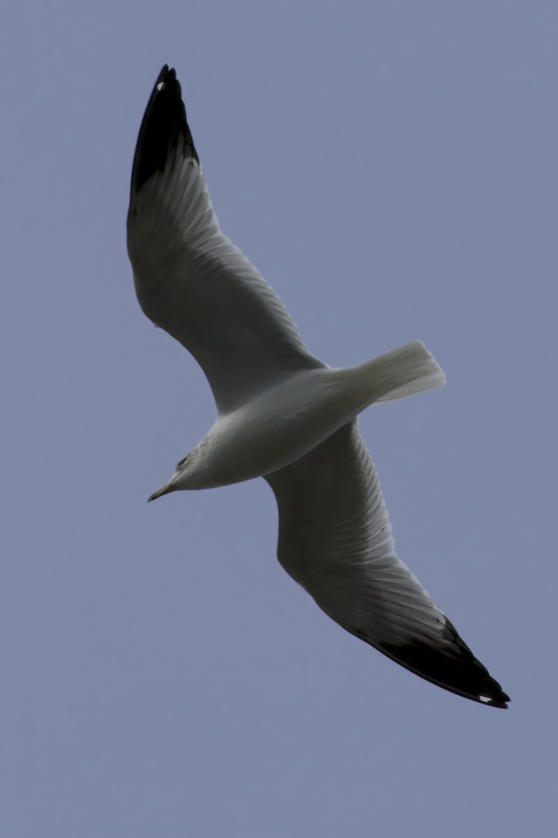 Ring-billed Gull - ML626621311