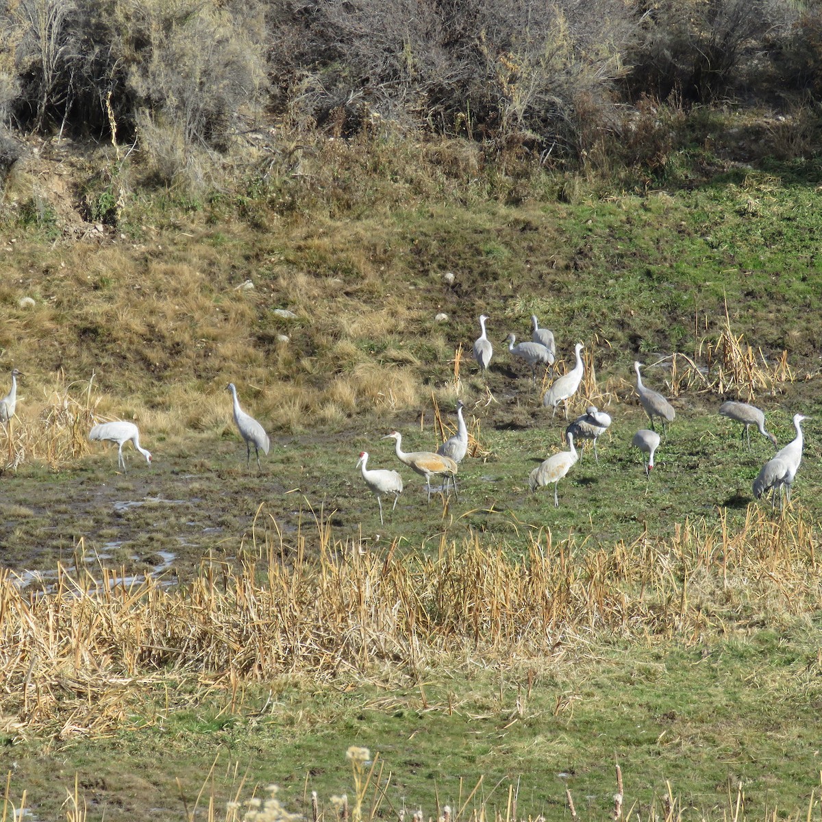 Sandhill Crane - ML626621356