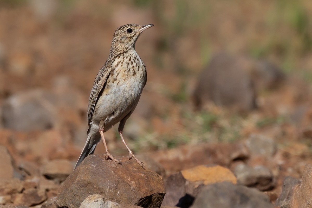 Short-billed Pipit - ML626621561