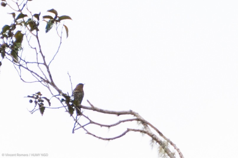 Rufous-throated Bronze-Cuckoo - ML626621591