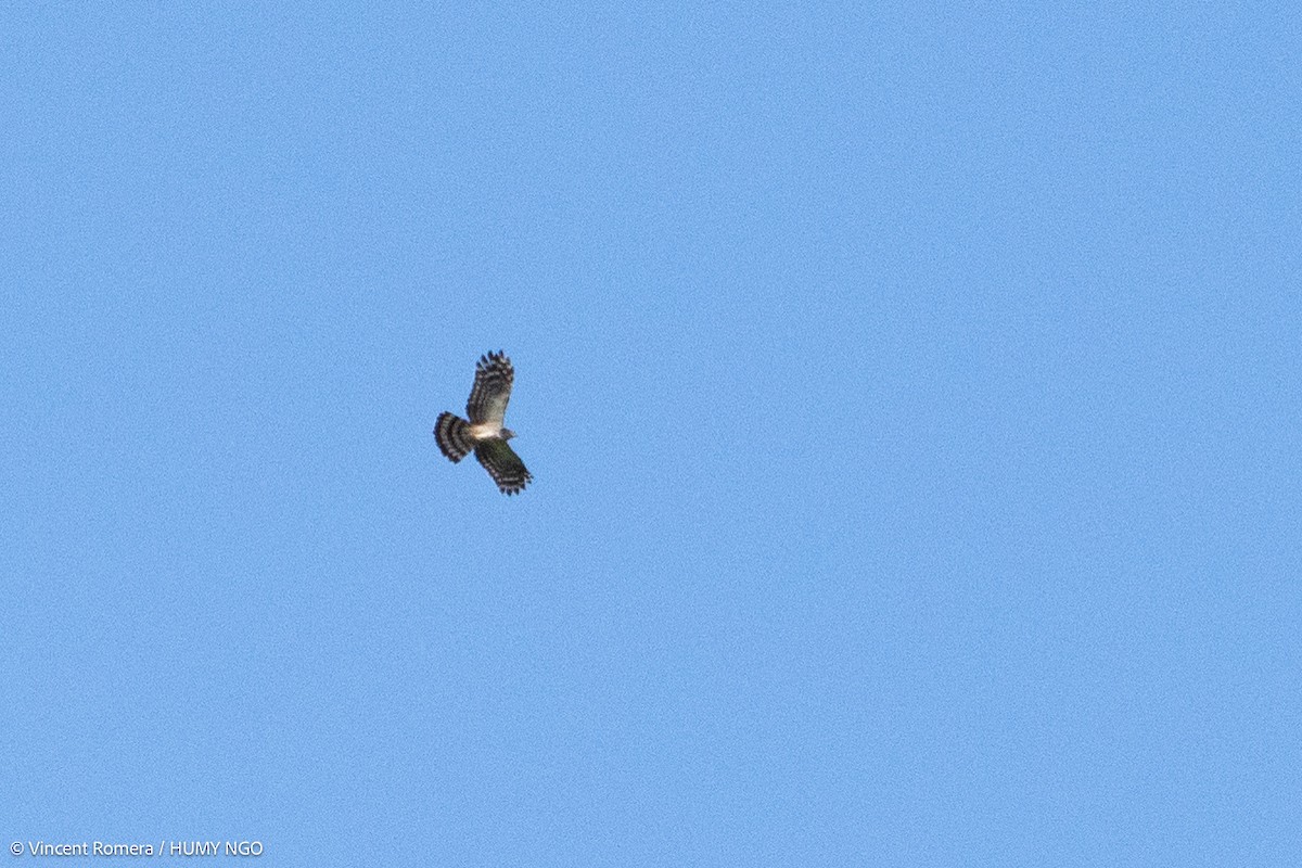 Long-tailed Honey-buzzard - ML626621605