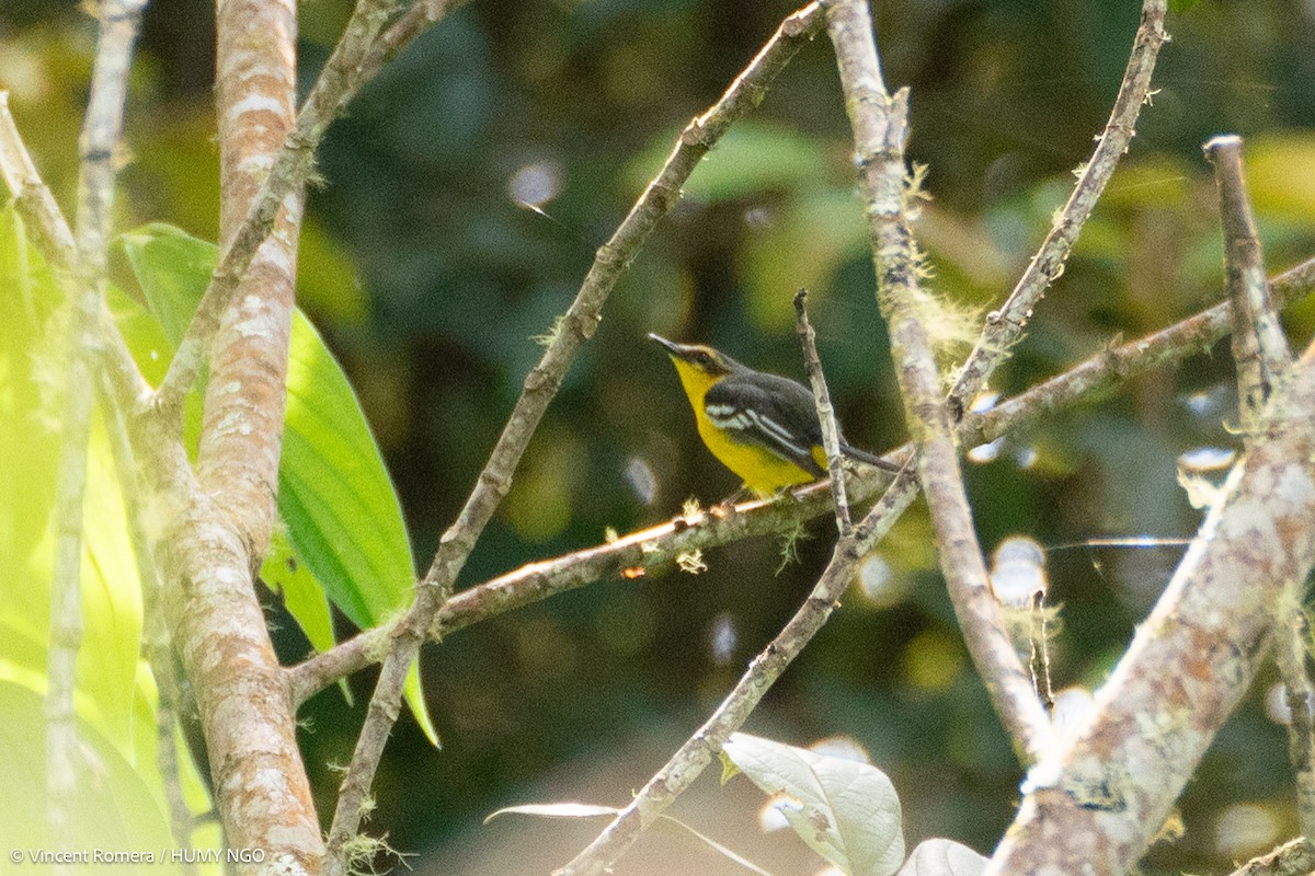 Black-breasted Boatbill - ML626621627