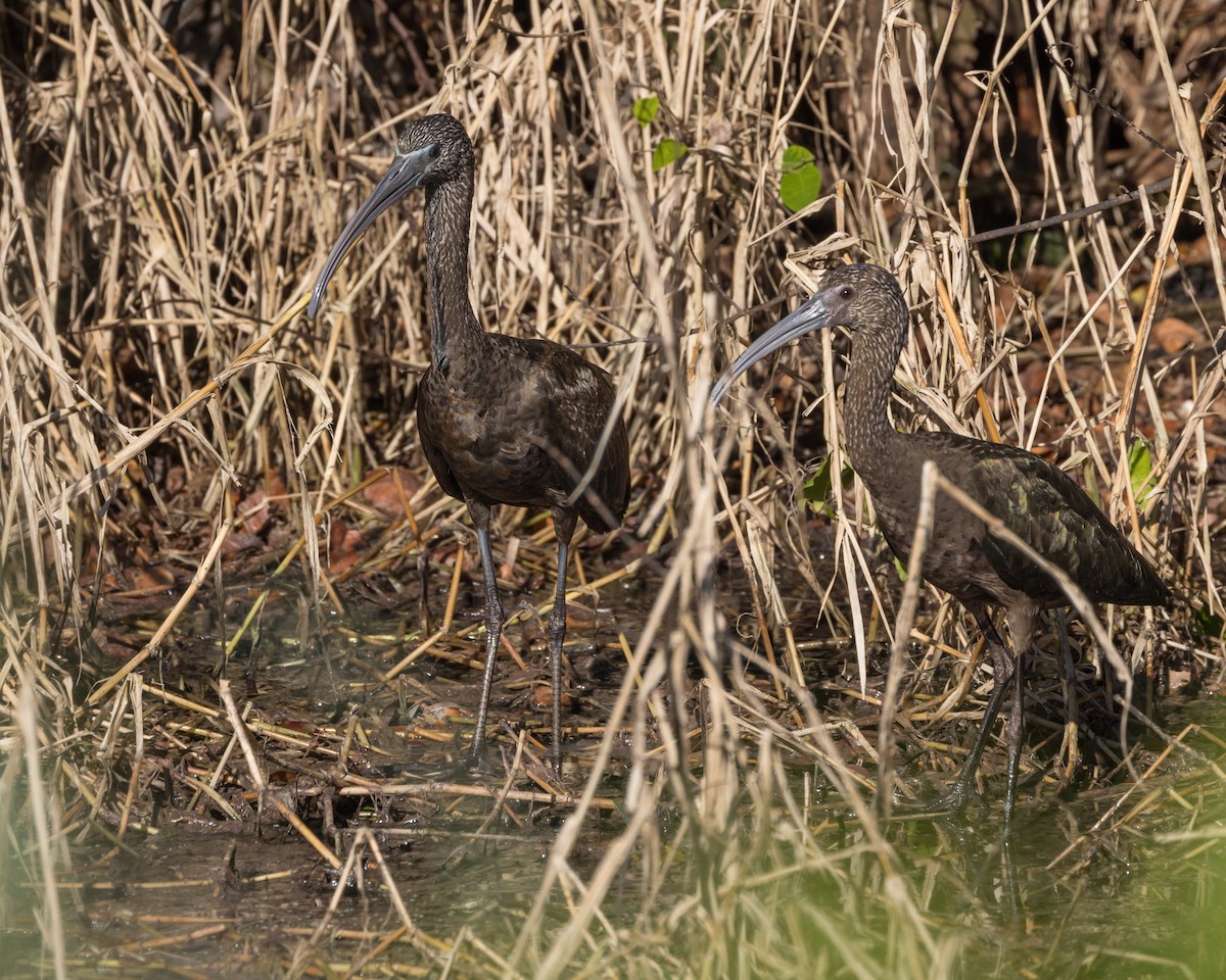 Ibis falcinelle - ML626621721