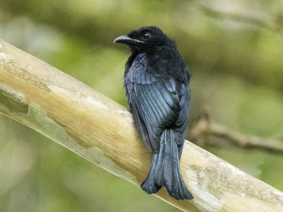 Hair-crested Drongo (Bornean) - ML626621825