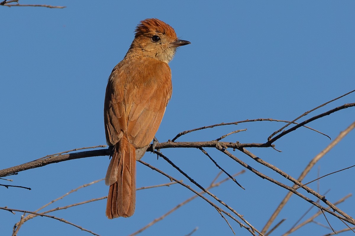 Rufous Casiornis - ML626622022