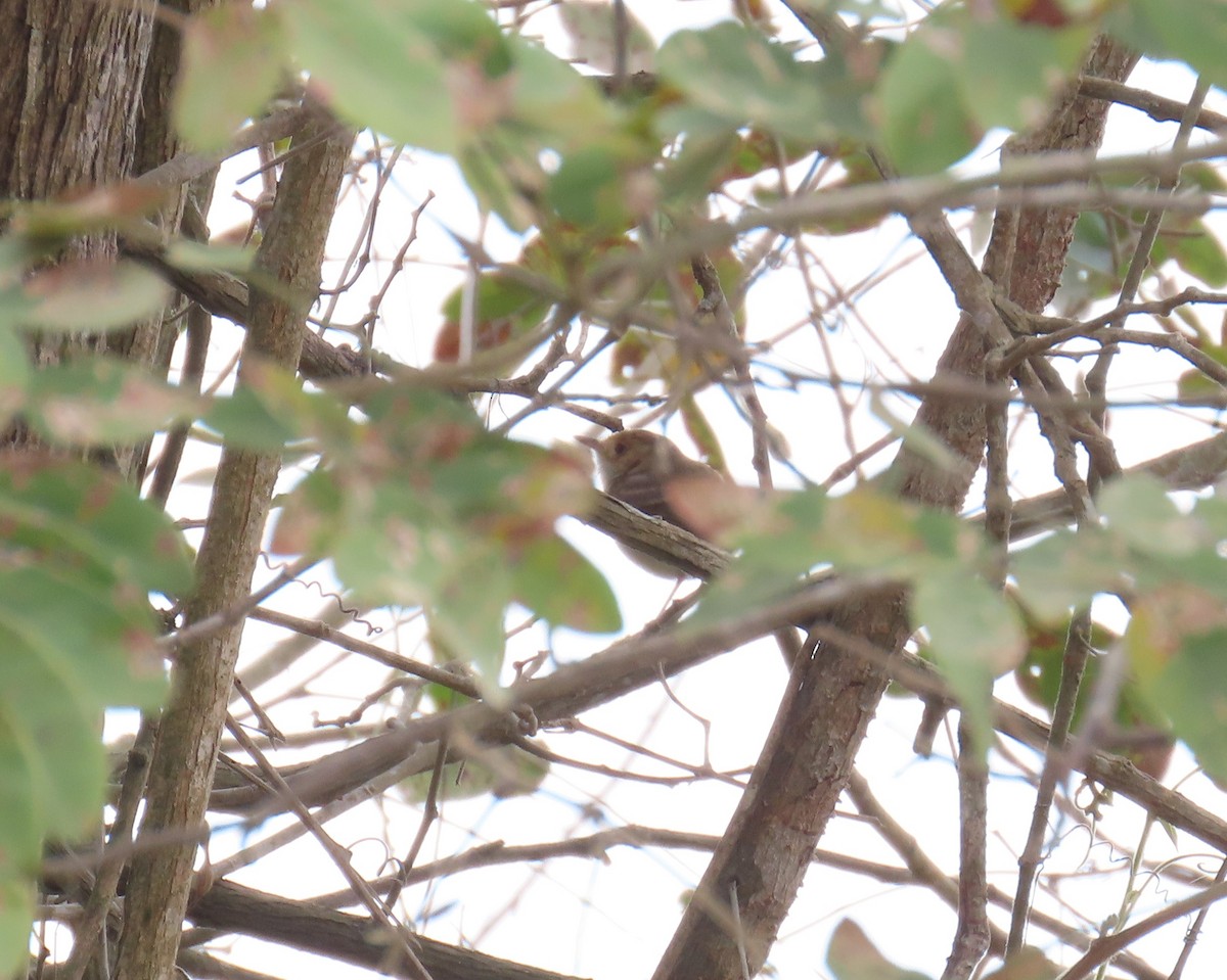 Fulvous-faced Scrub-Tyrant - ML626622070