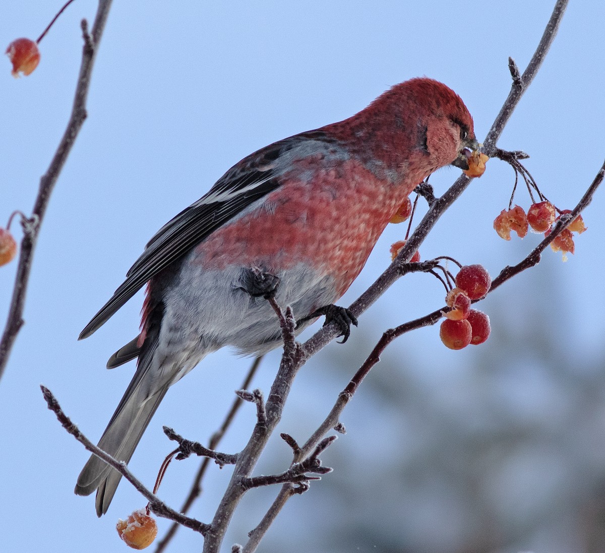 Pine Grosbeak - ML626622163