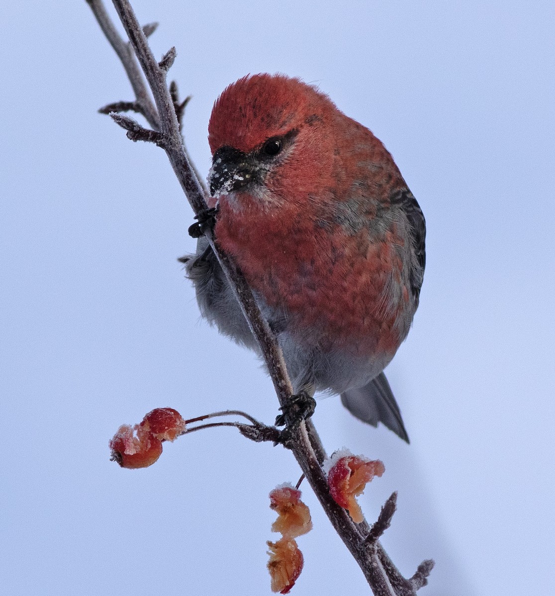 Pine Grosbeak - ML626622179