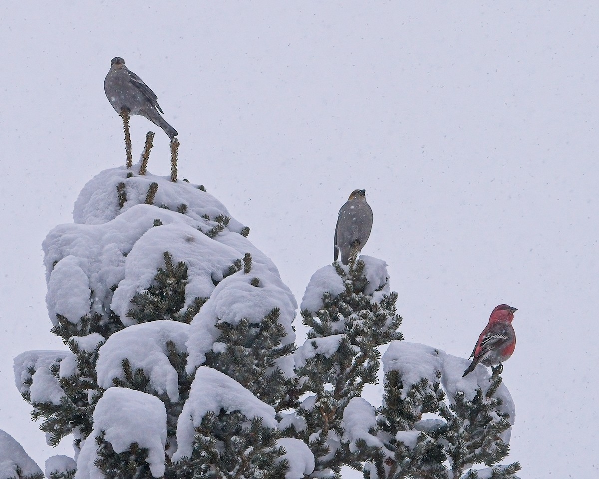 Pine Grosbeak - ML626622184