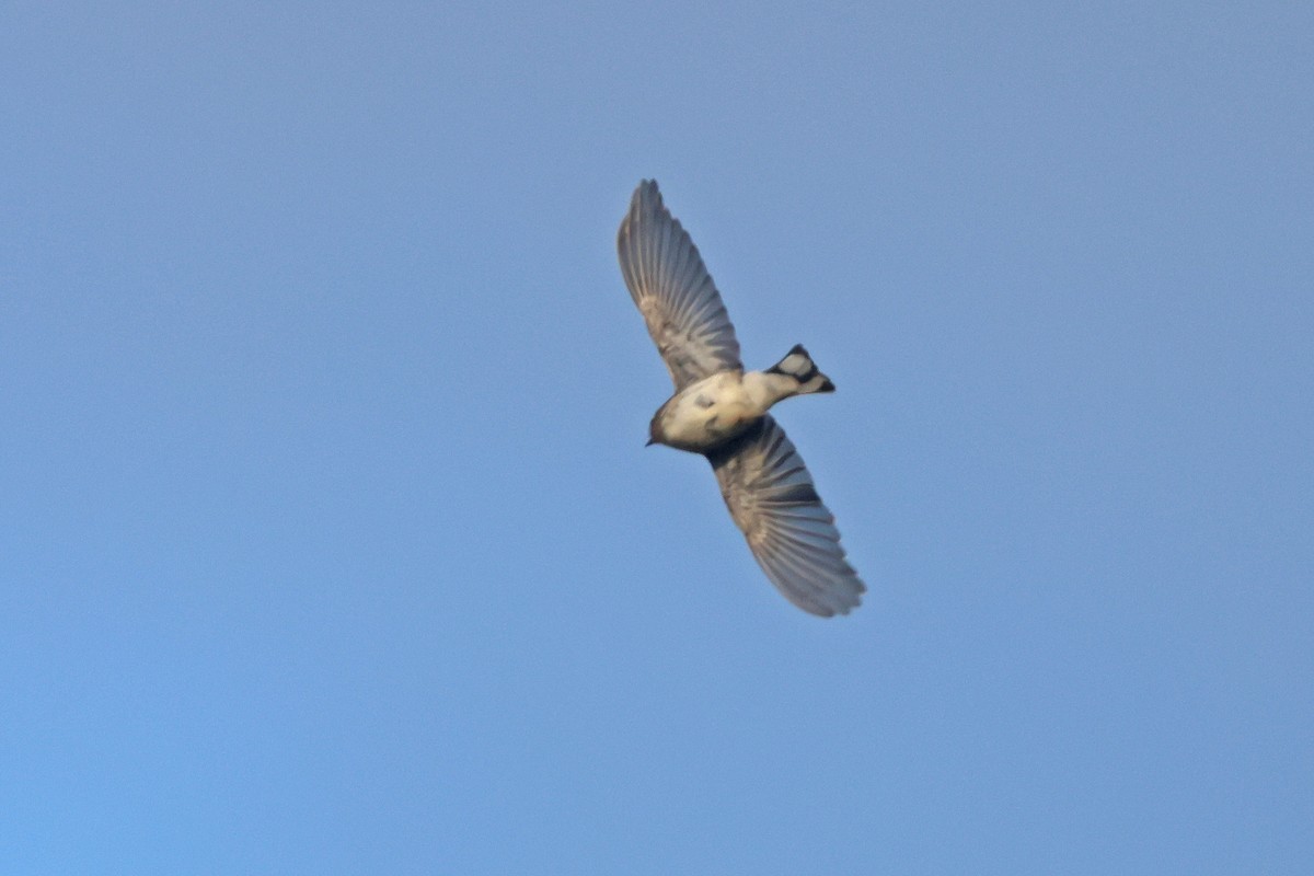 Yellow-rumped Warbler (Myrtle) - ML626622188