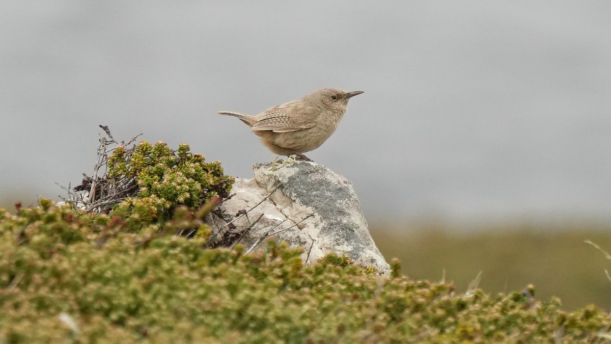 Cobb's Wren - ML626622252