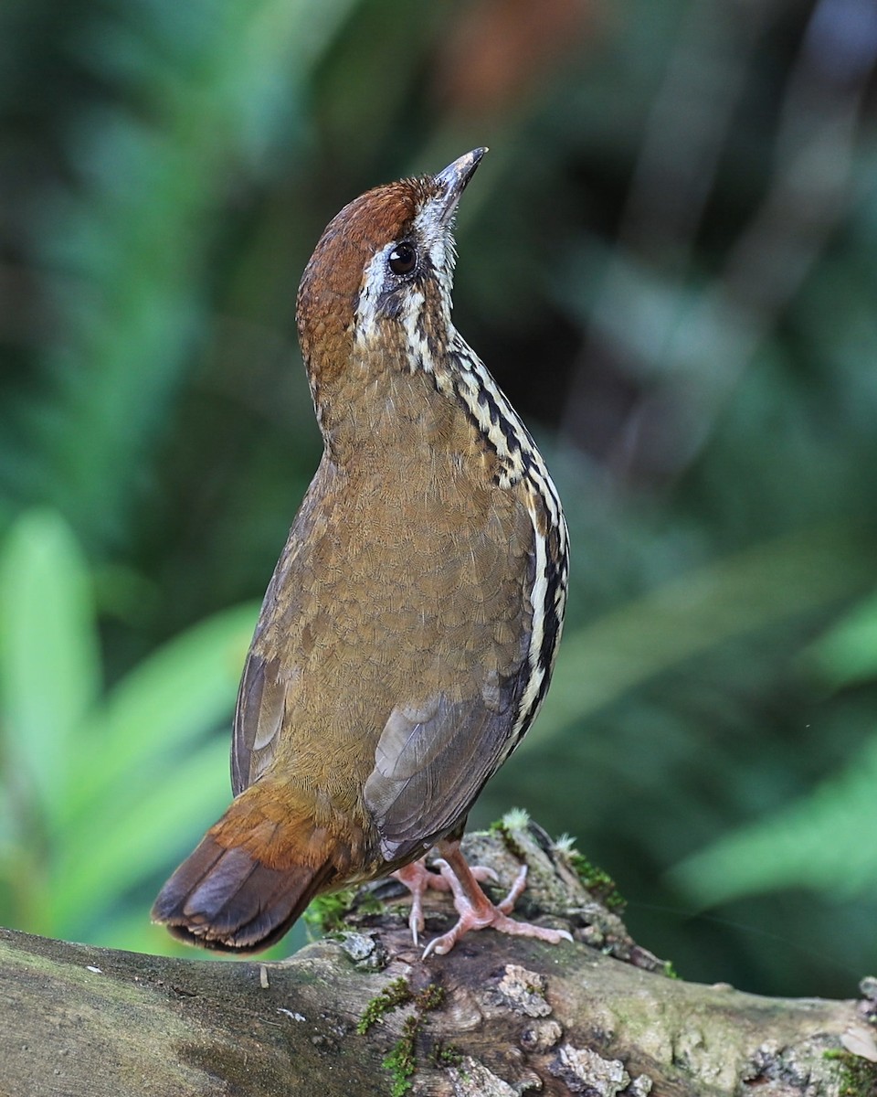 Such's Antthrush - ML626622356