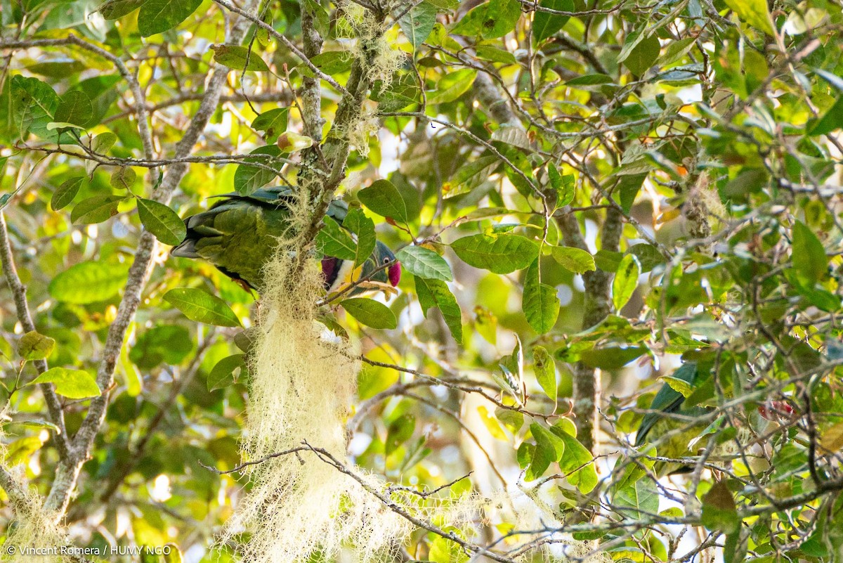 White-breasted Fruit-Dove - ML626622395