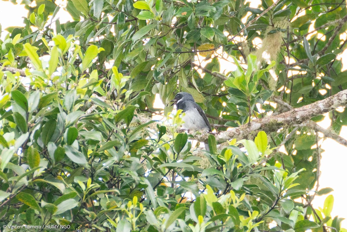Black-throated Robin - ML626622439