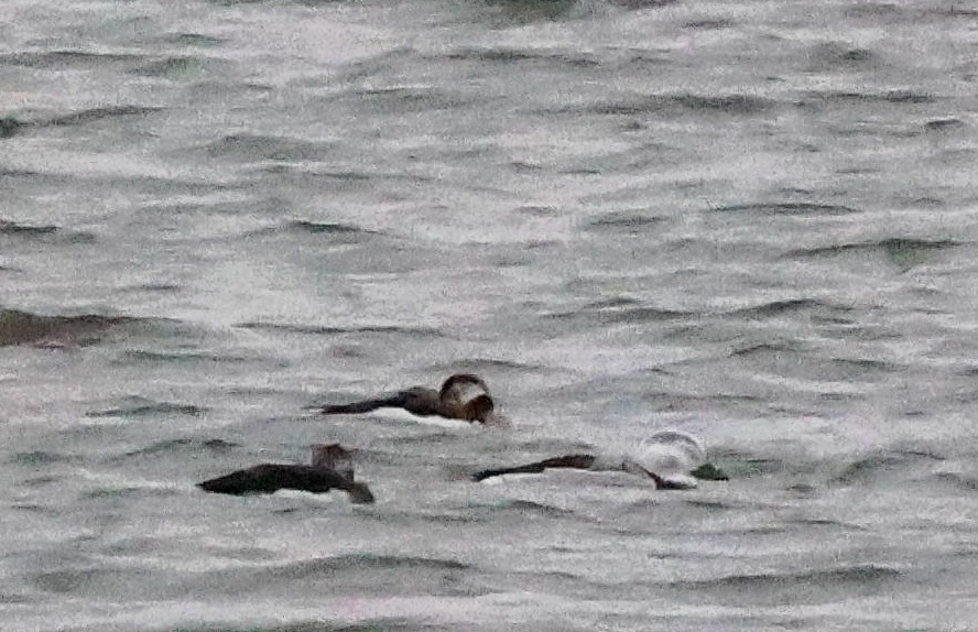 Long-tailed Duck - ML626622601
