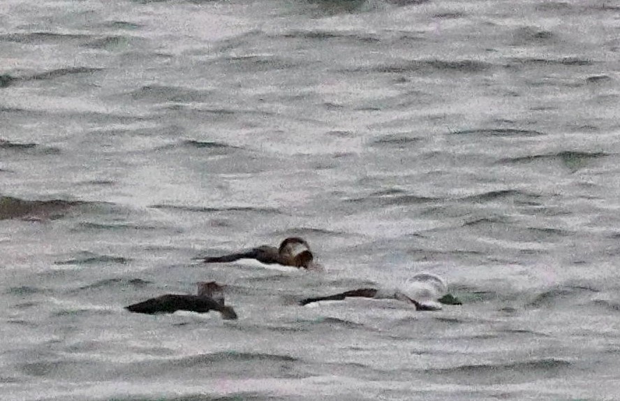 Long-tailed Duck - ML626622601