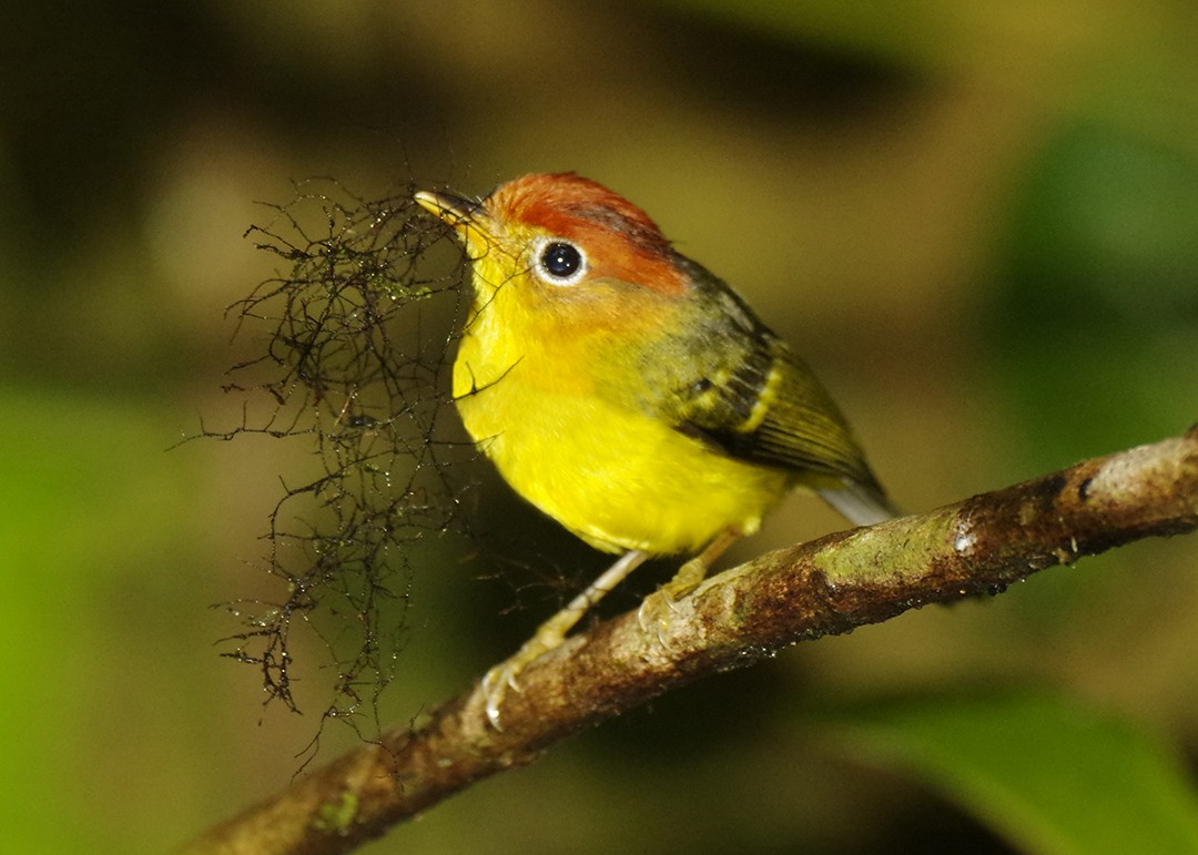 Yellow-breasted Warbler - ML626622750
