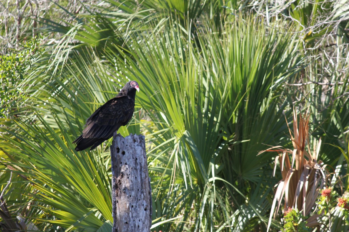 Turkey Vulture - ML626622877