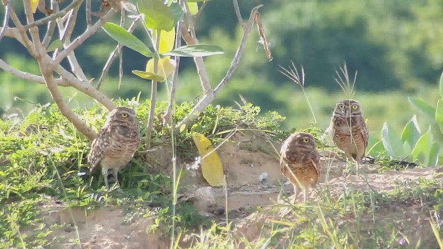 Burrowing Owl - ML626622895