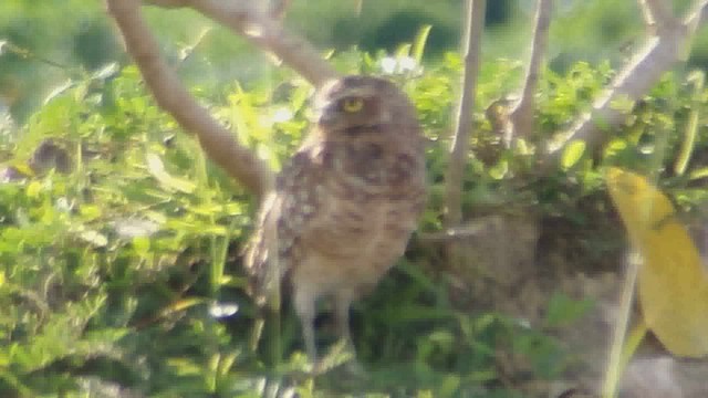 Burrowing Owl - ML626622896