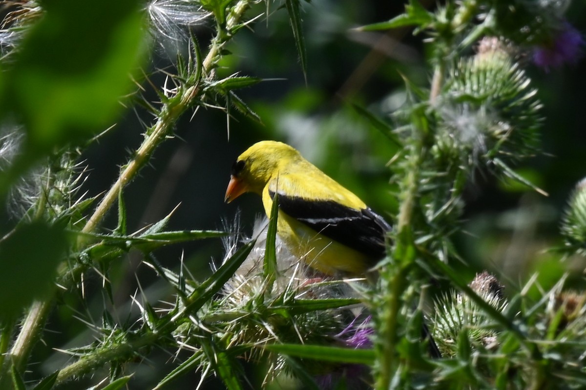 Chardonneret jaune - ML626622971