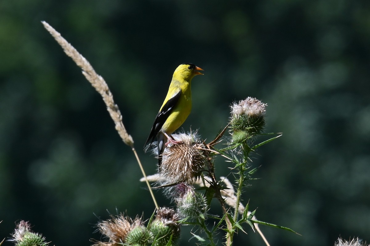 Chardonneret jaune - ML626622972