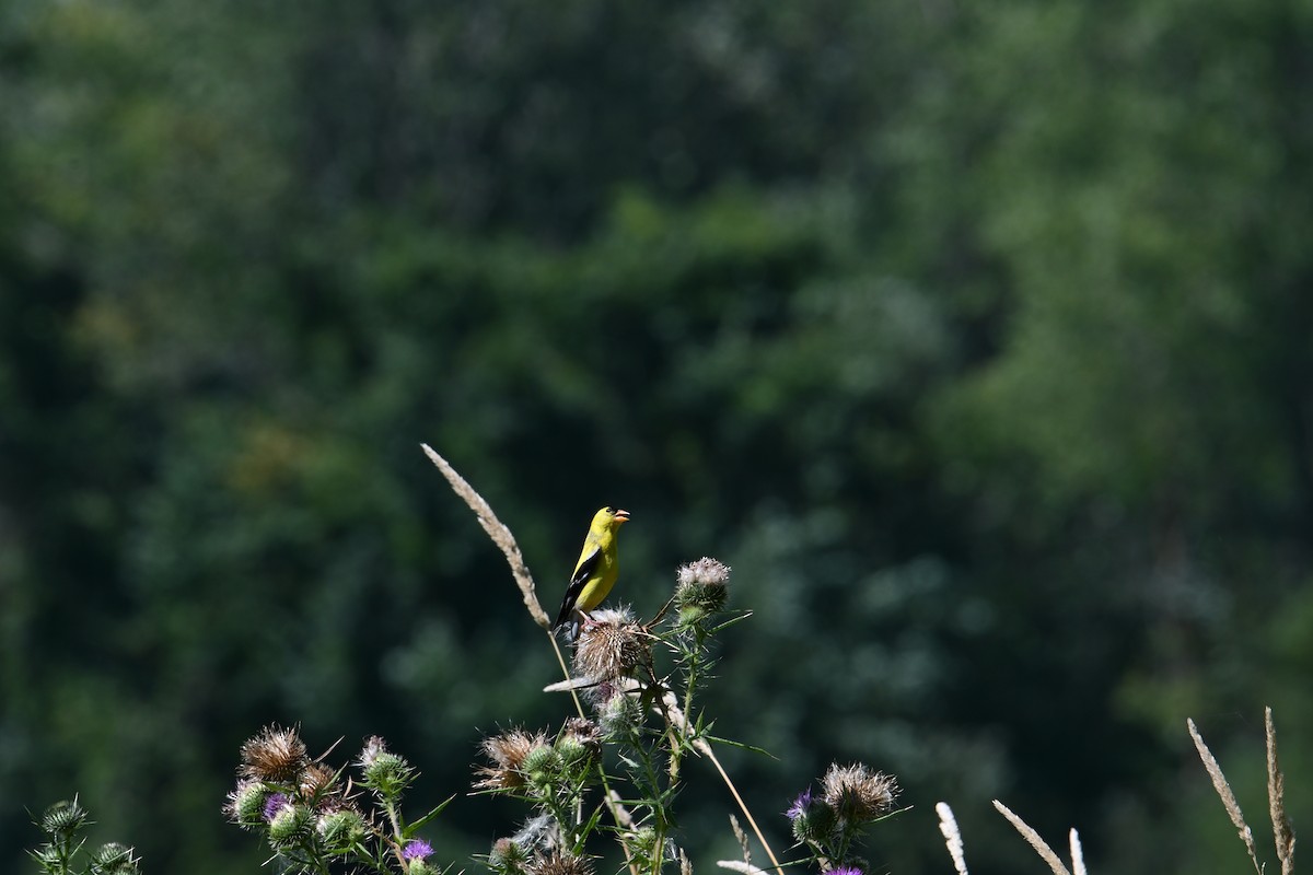 Chardonneret jaune - ML626622979