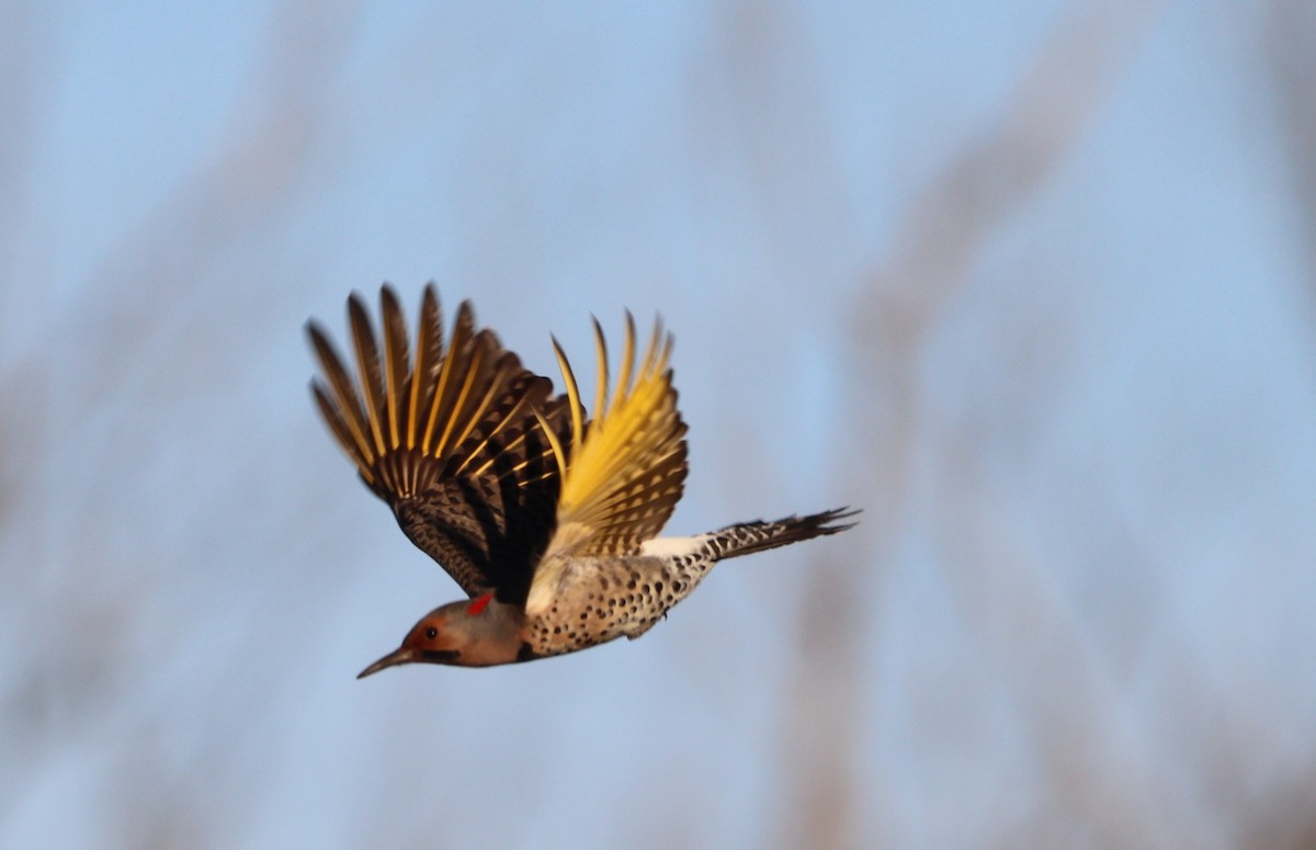 Northern Flicker (Yellow-shafted) - ML626623046