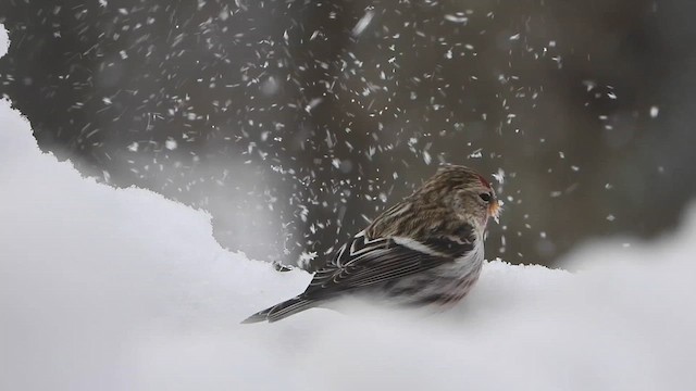 Redpoll (Common) - ML626623110