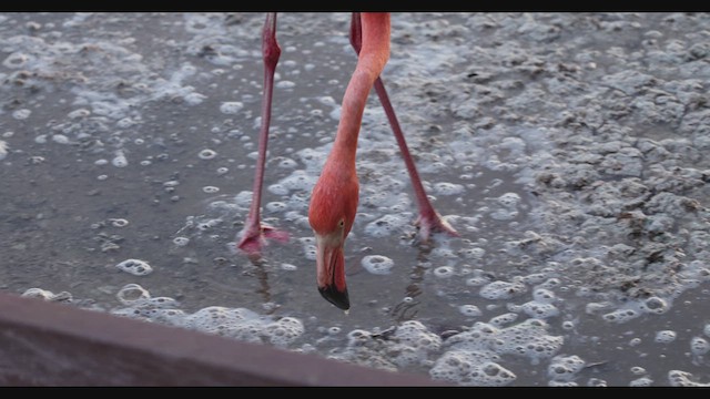 American Flamingo - ML626623116