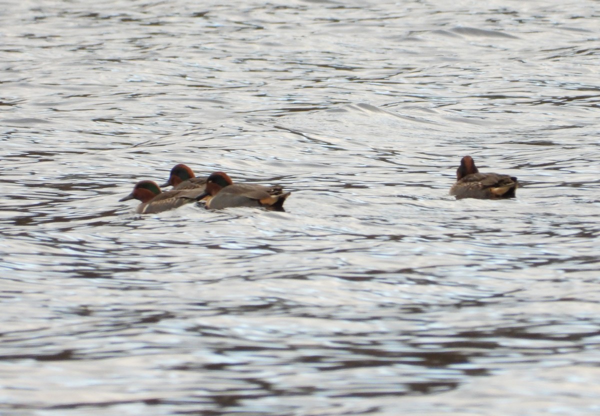 Ногоохон нугас - ML626623272