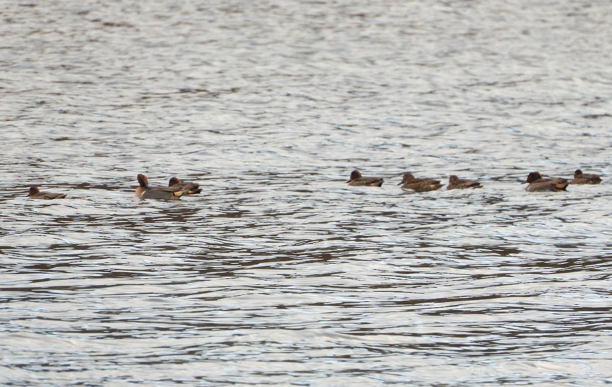 Ногоохон нугас - ML626623273