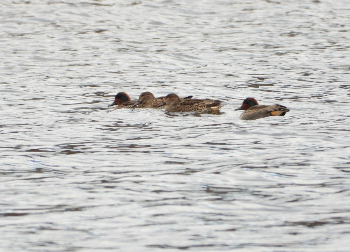 Ногоохон нугас - ML626623274