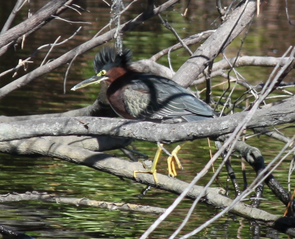 Green Heron - ML626623402