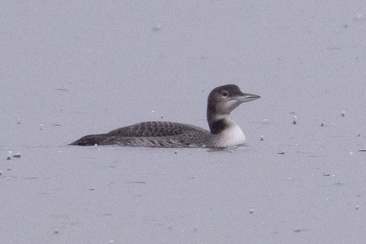 Common Loon - ML626623416