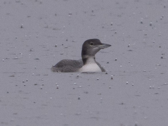 Common Loon - ML626623417