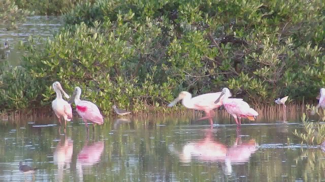 Roseate Spoonbill - ML626623430